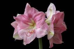 Pink Amaryllis Pink Amaryllis