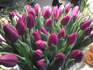 Lilla tulipaner Lilla tulipaner