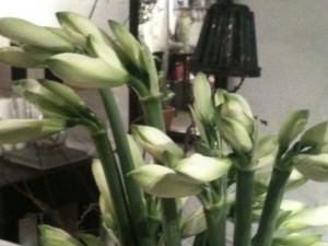 Hvide Amaryllis Hvide Amaryllis