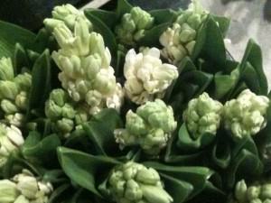 Hvide Hyacinther Hvide Hyacinther