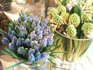 Perlehyacinther og rosa hyacinther Muscari og hyacinther