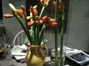Gule amaryllis Gule amaryllis