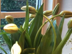 Franske tulipaner Franske tulipaner