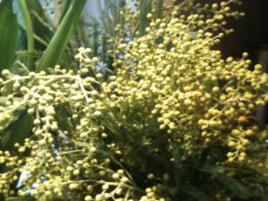 Mimoser Mimoser