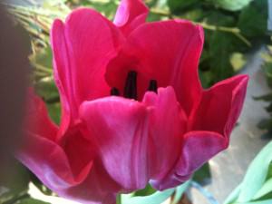 Pink Tulipan