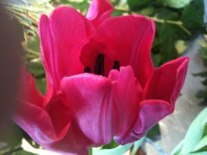 Tulipan Pink Tulipan